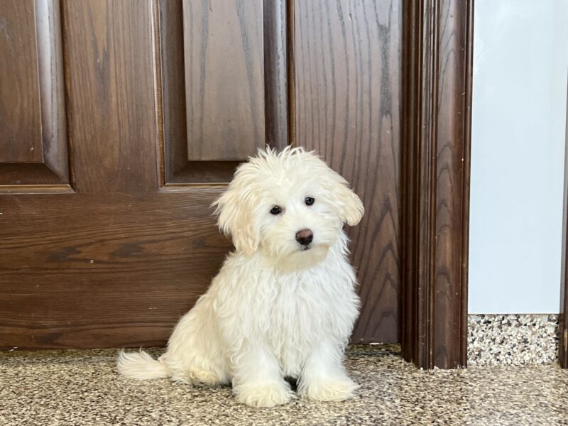 Coton de Tulear