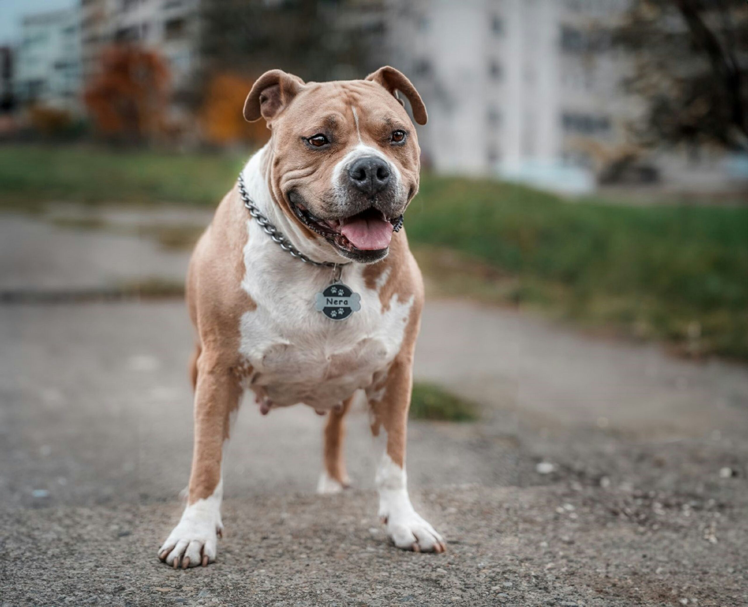 American Staffordshire Terrier