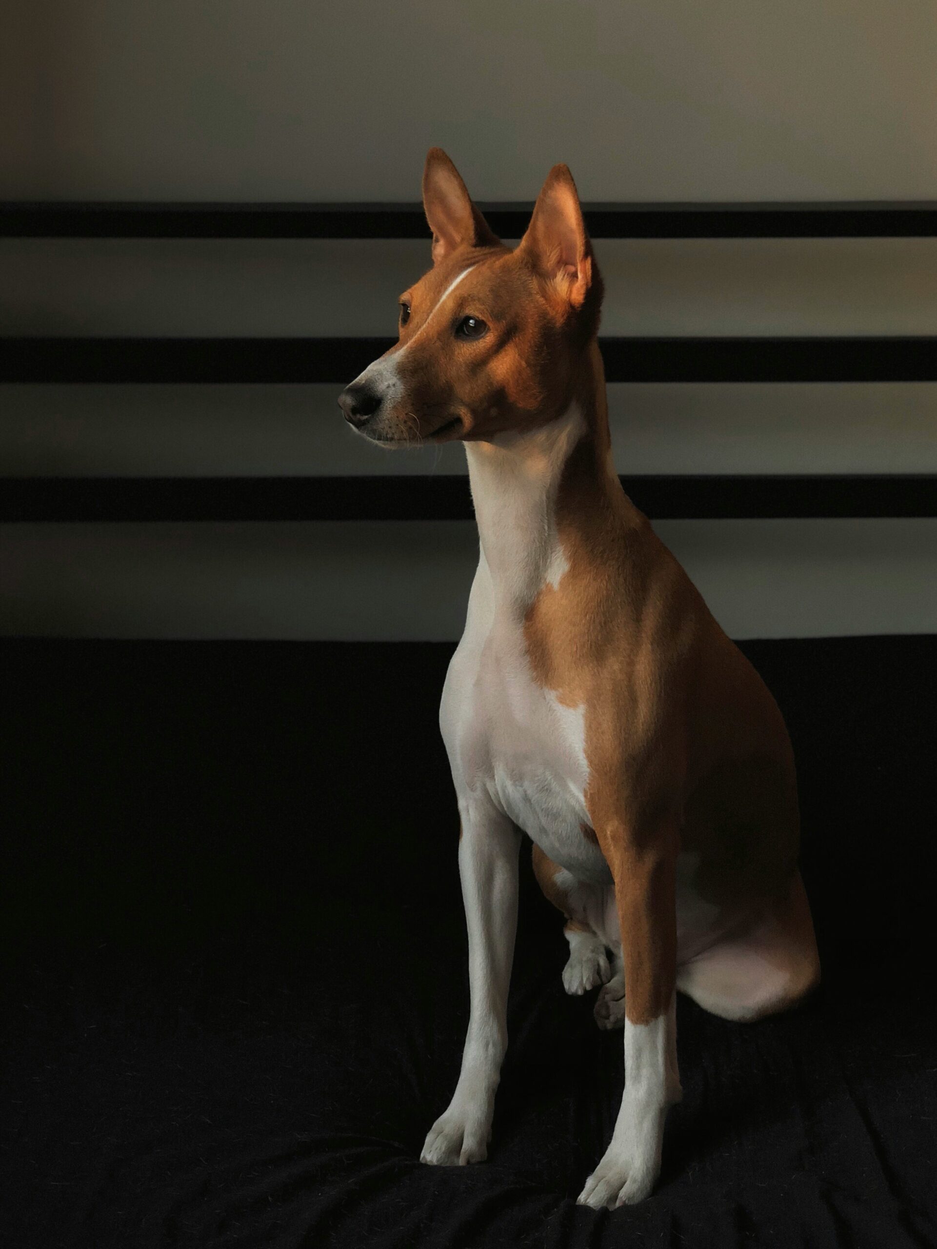 Basenji dog