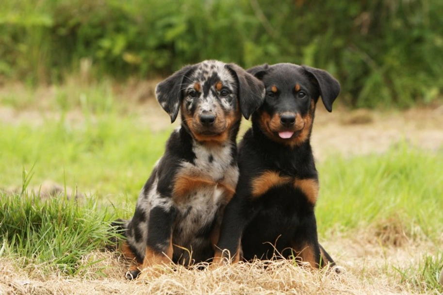 Beauceron dog