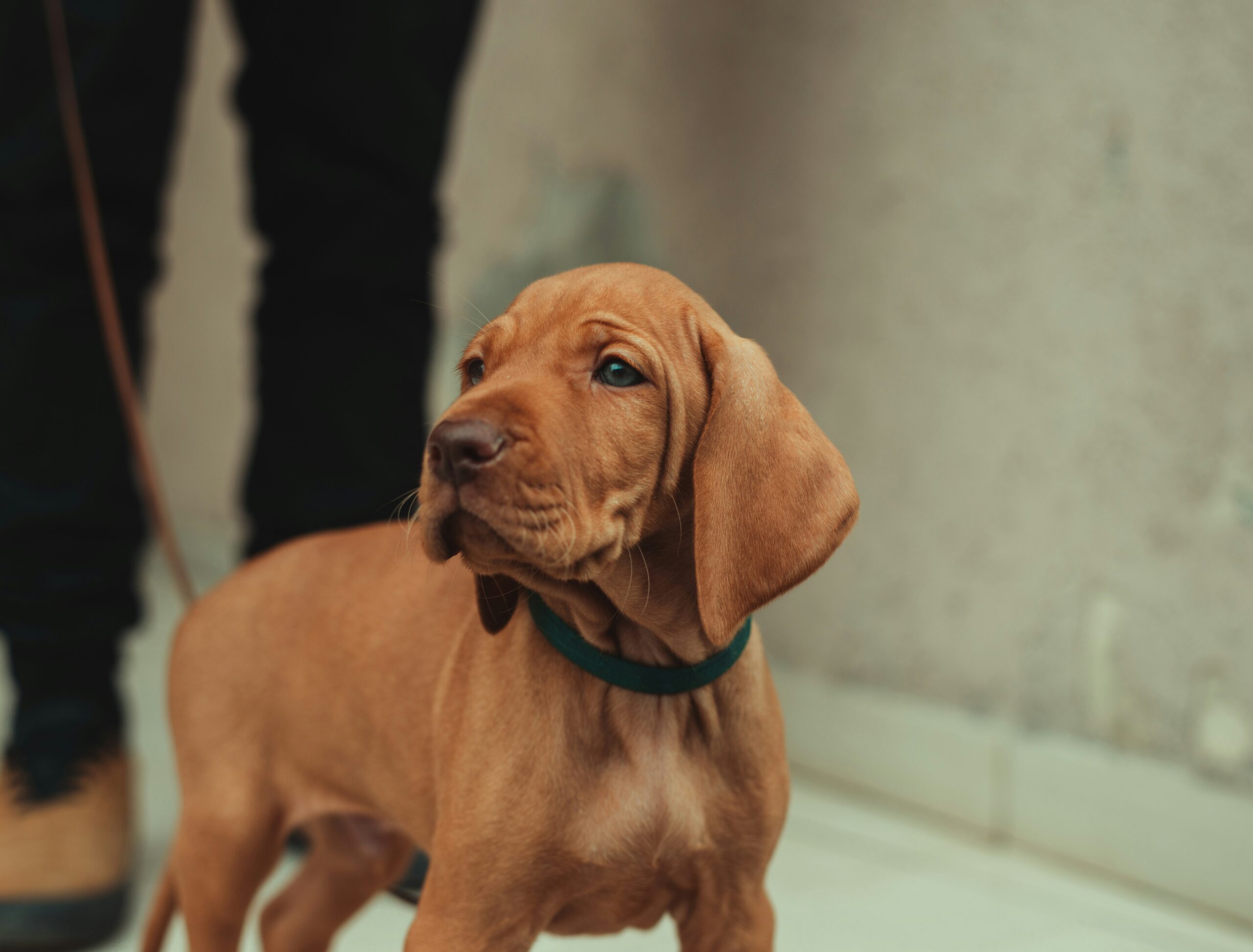 Bloodhound
