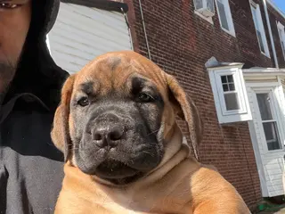 Boerboel dog