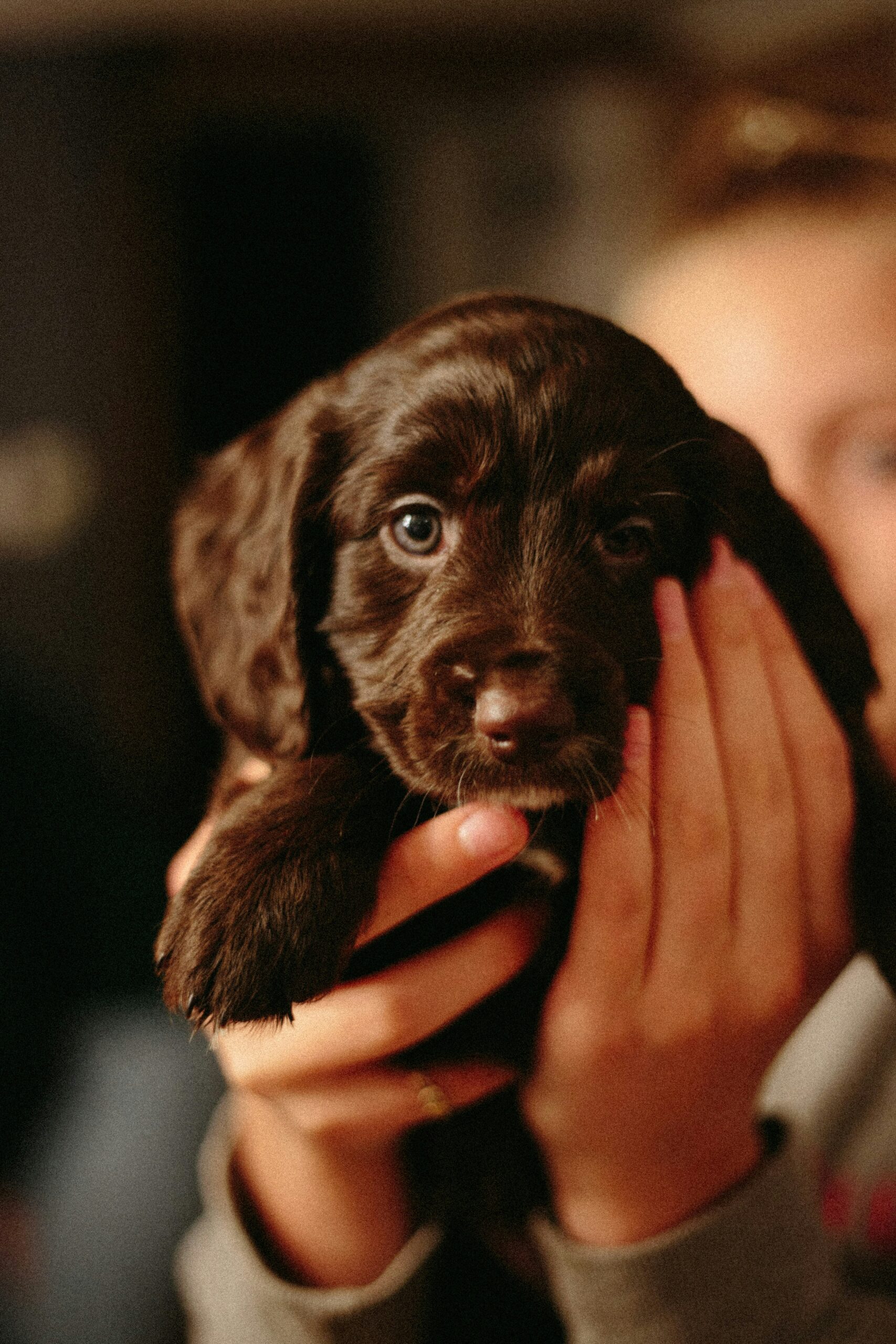 Boykin Spaniel