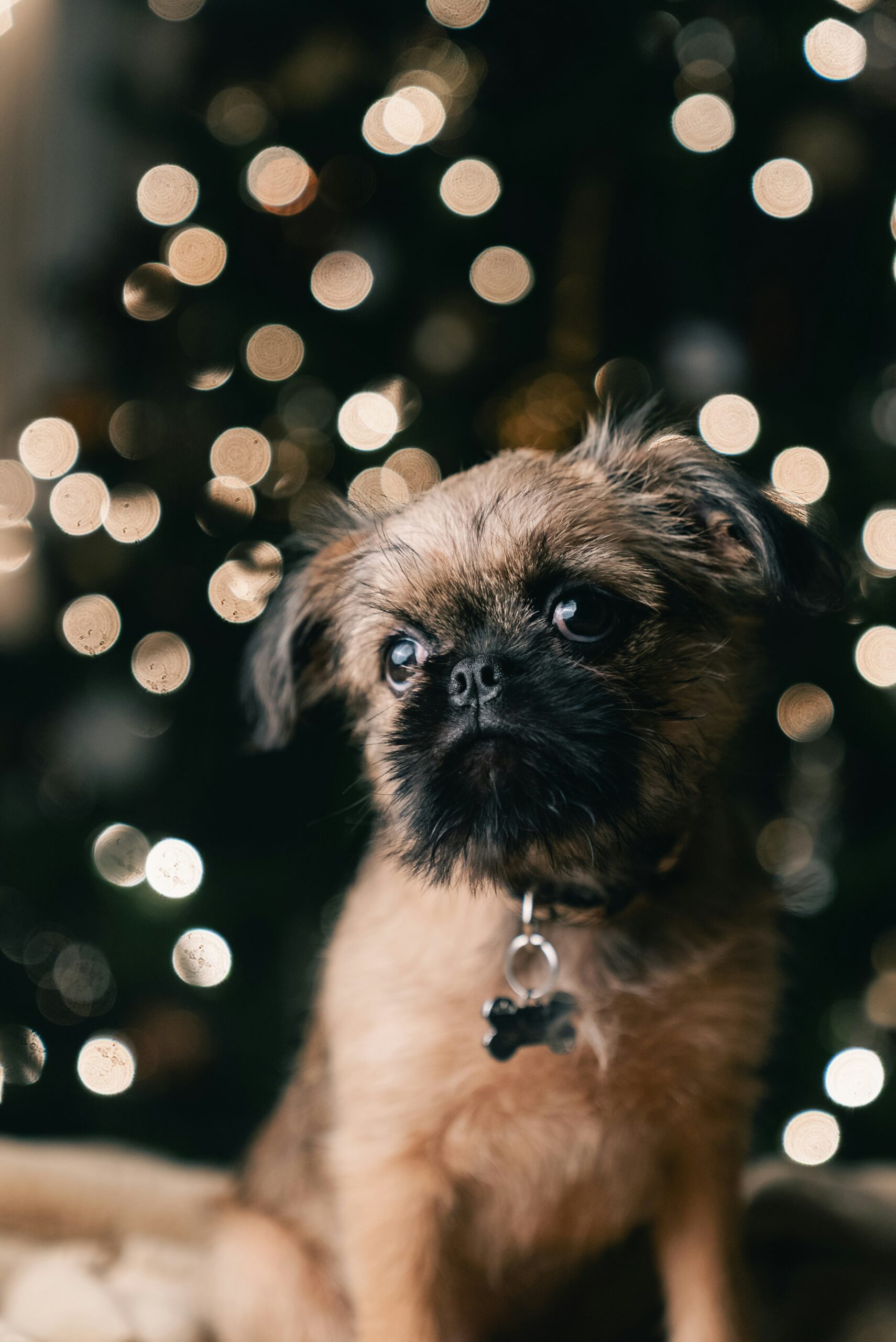 Brussels Griffon