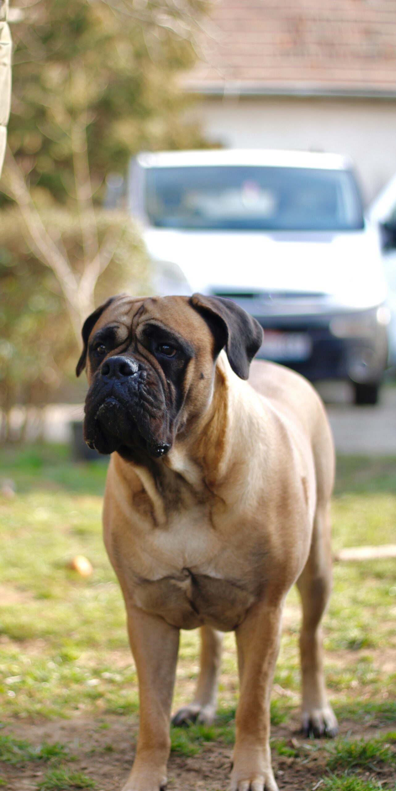 Bullmastiff dog