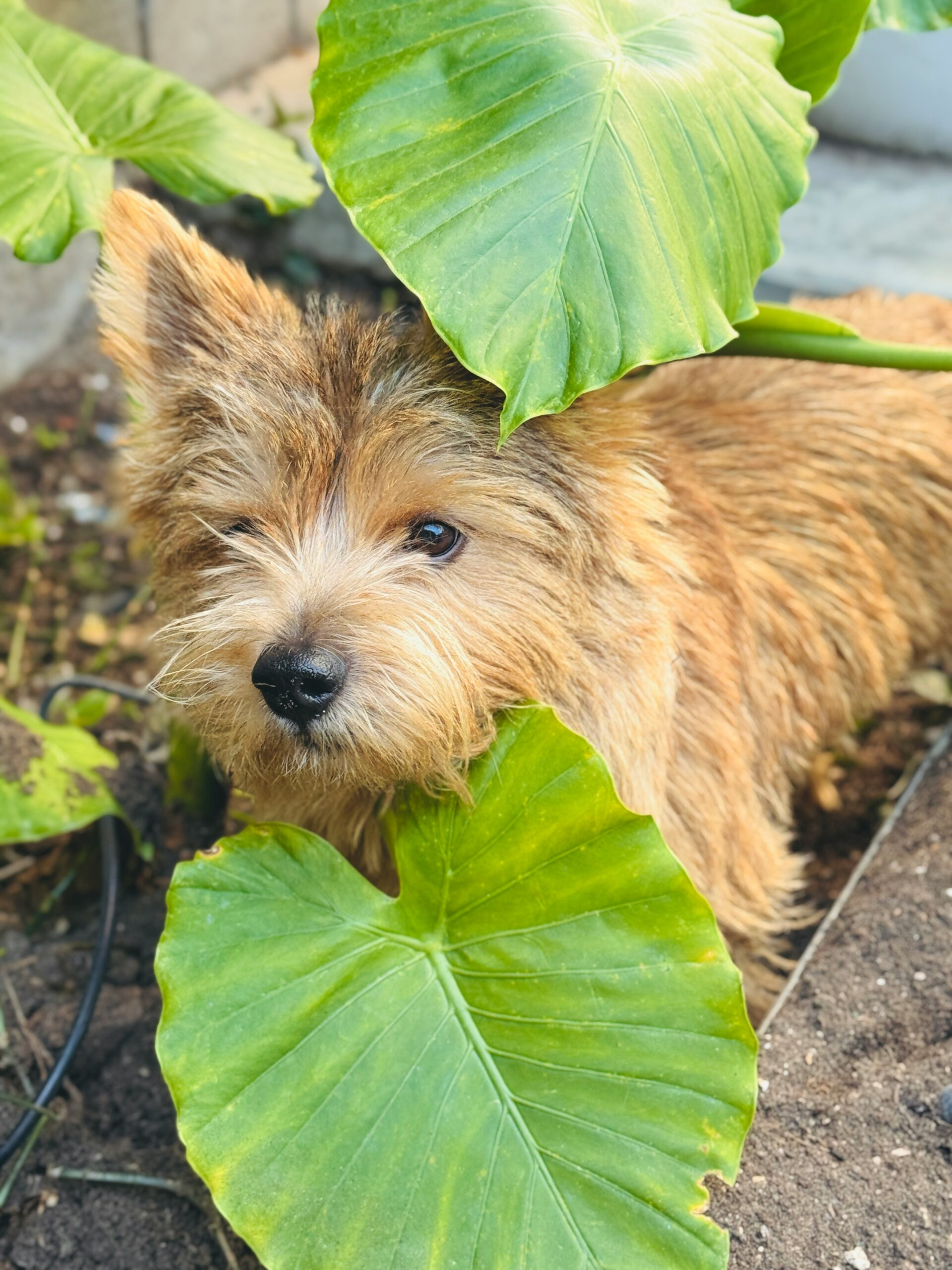 Cairn Terrier