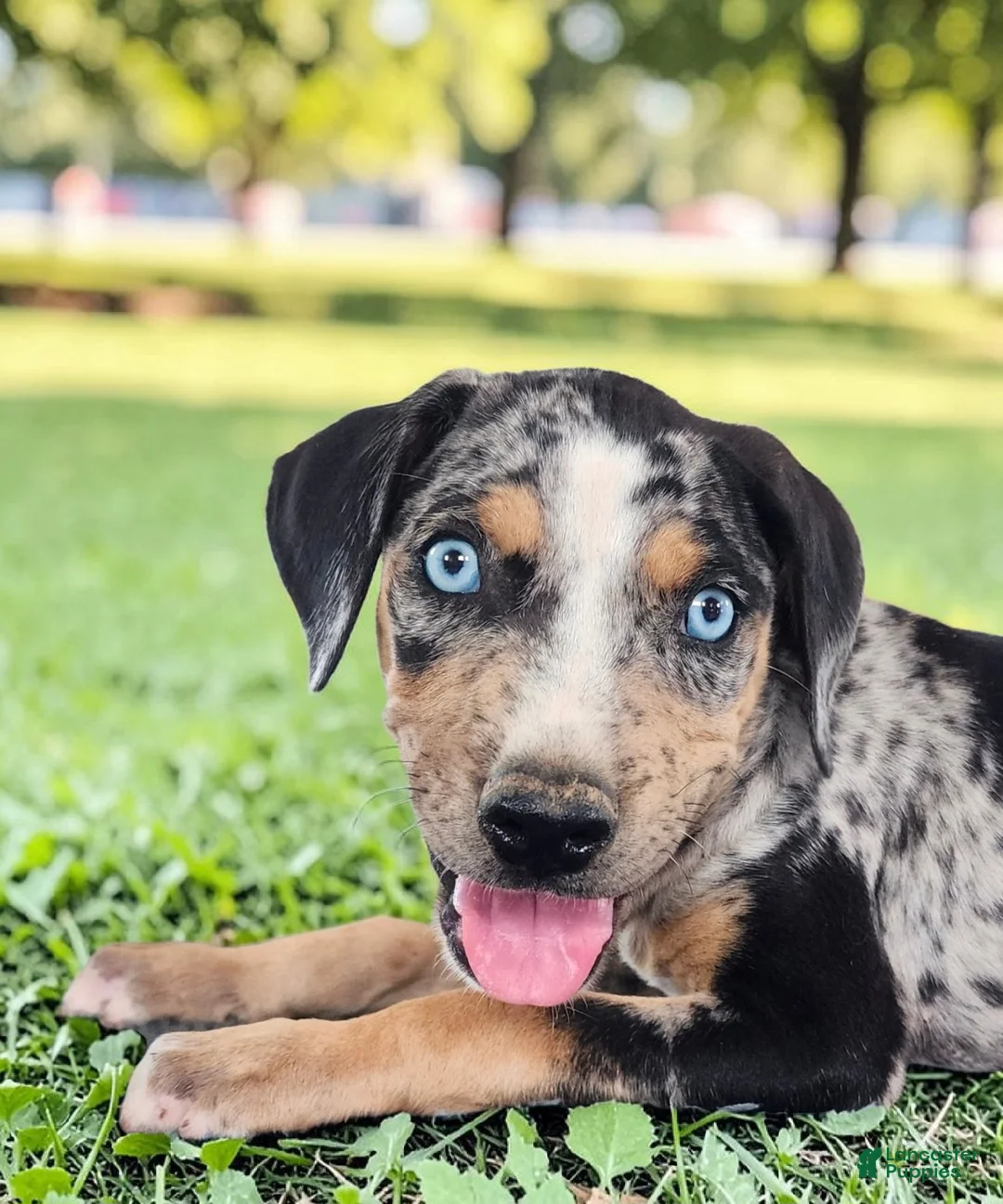 Catahoula Leopard Dog