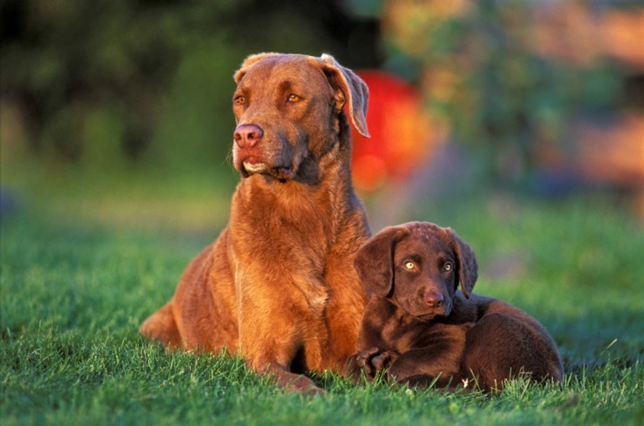 Chesapeake Bay Retriever