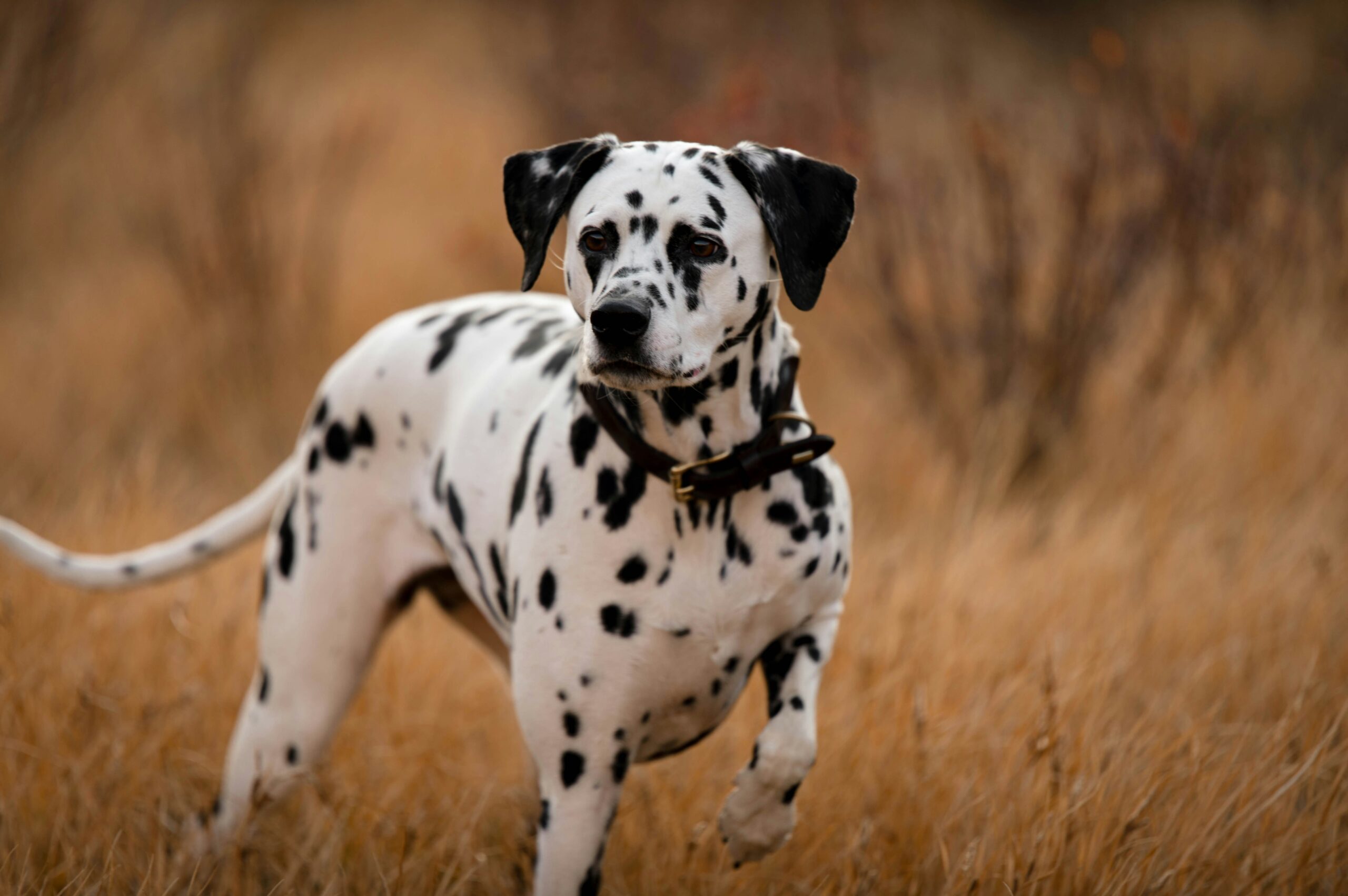 Dalmatian dog