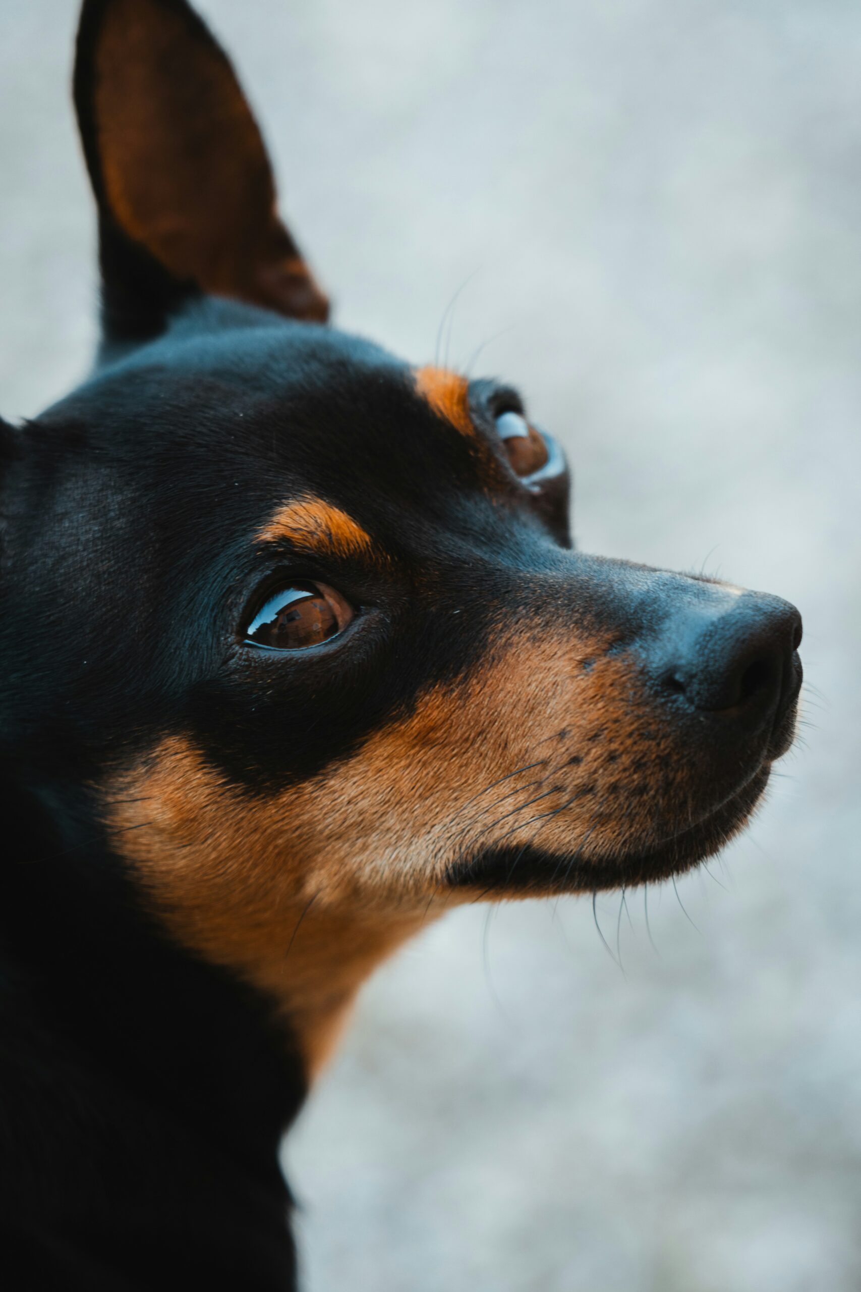 Doberman Pinscher