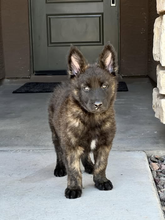 Dutch Shepherd