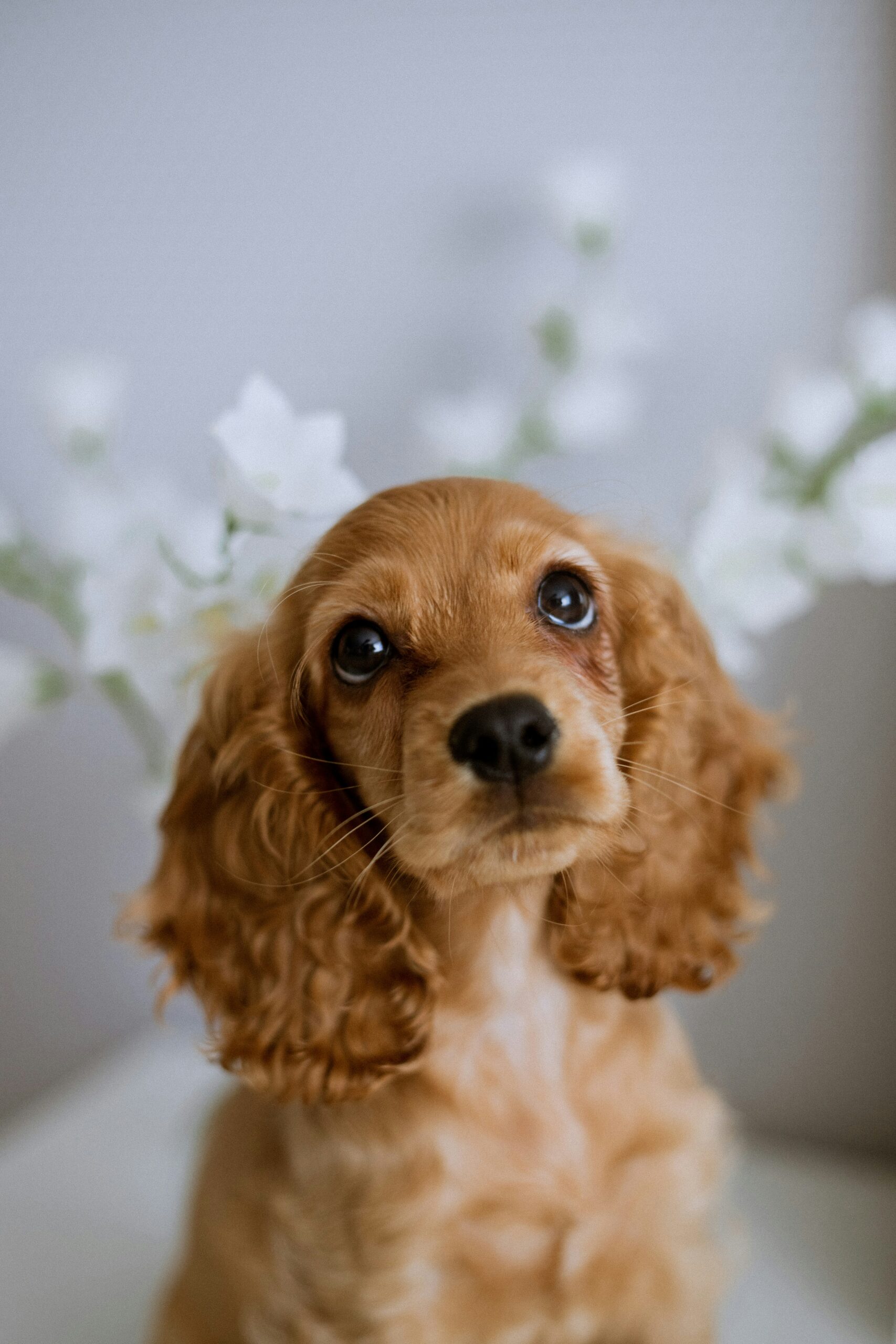 English Cocker Spaniel