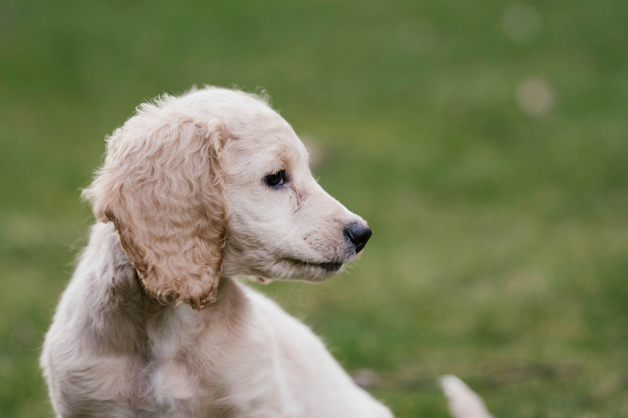 English Setter