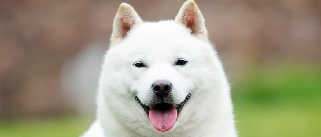 Hokkaido dog