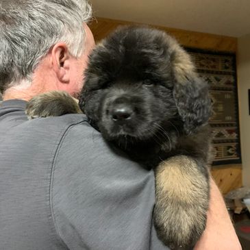 Leonberger dog
