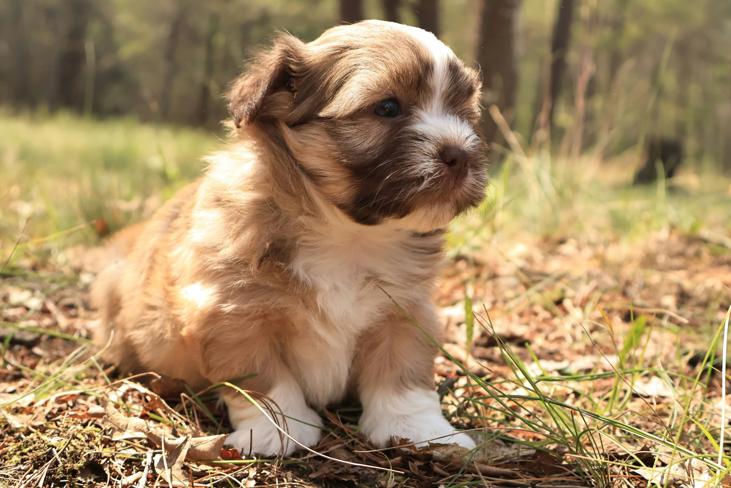 Lhasa Apso dog