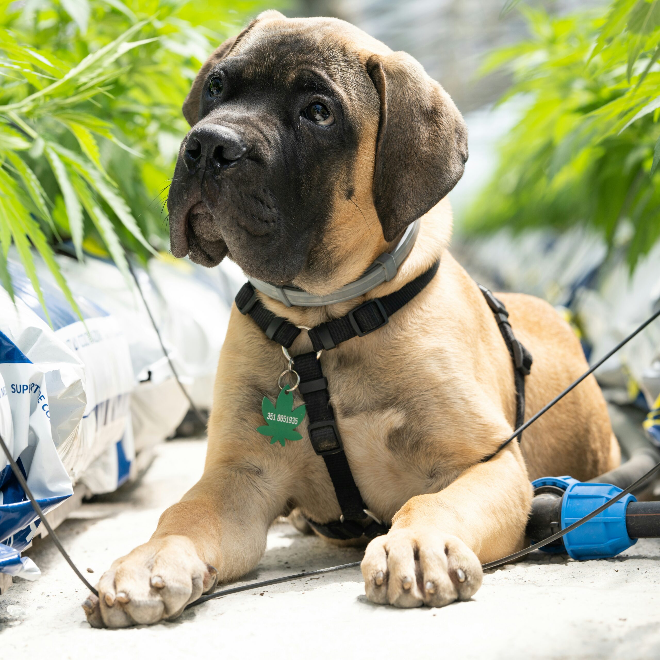 English Mastiff
