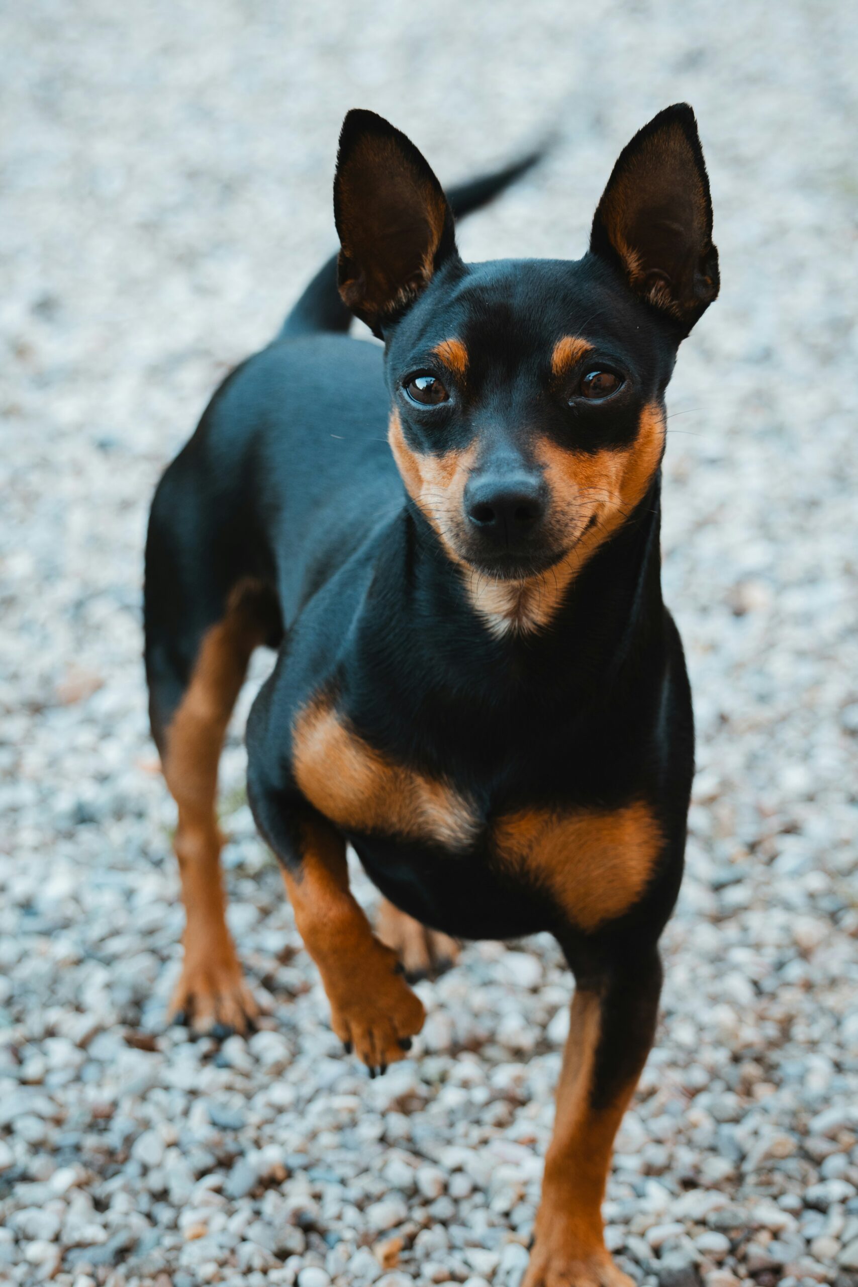Miniature Pinscher