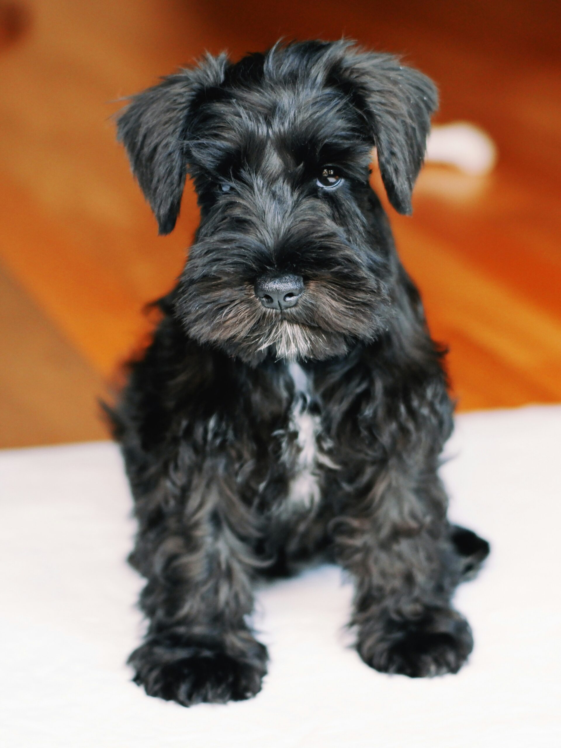 Miniature Schnauzer dog