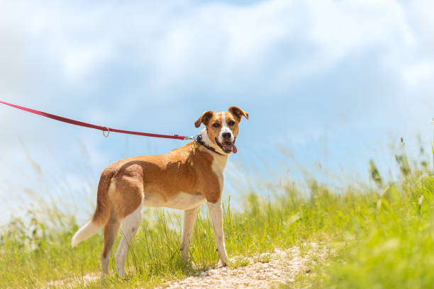 Mountain Cur dog