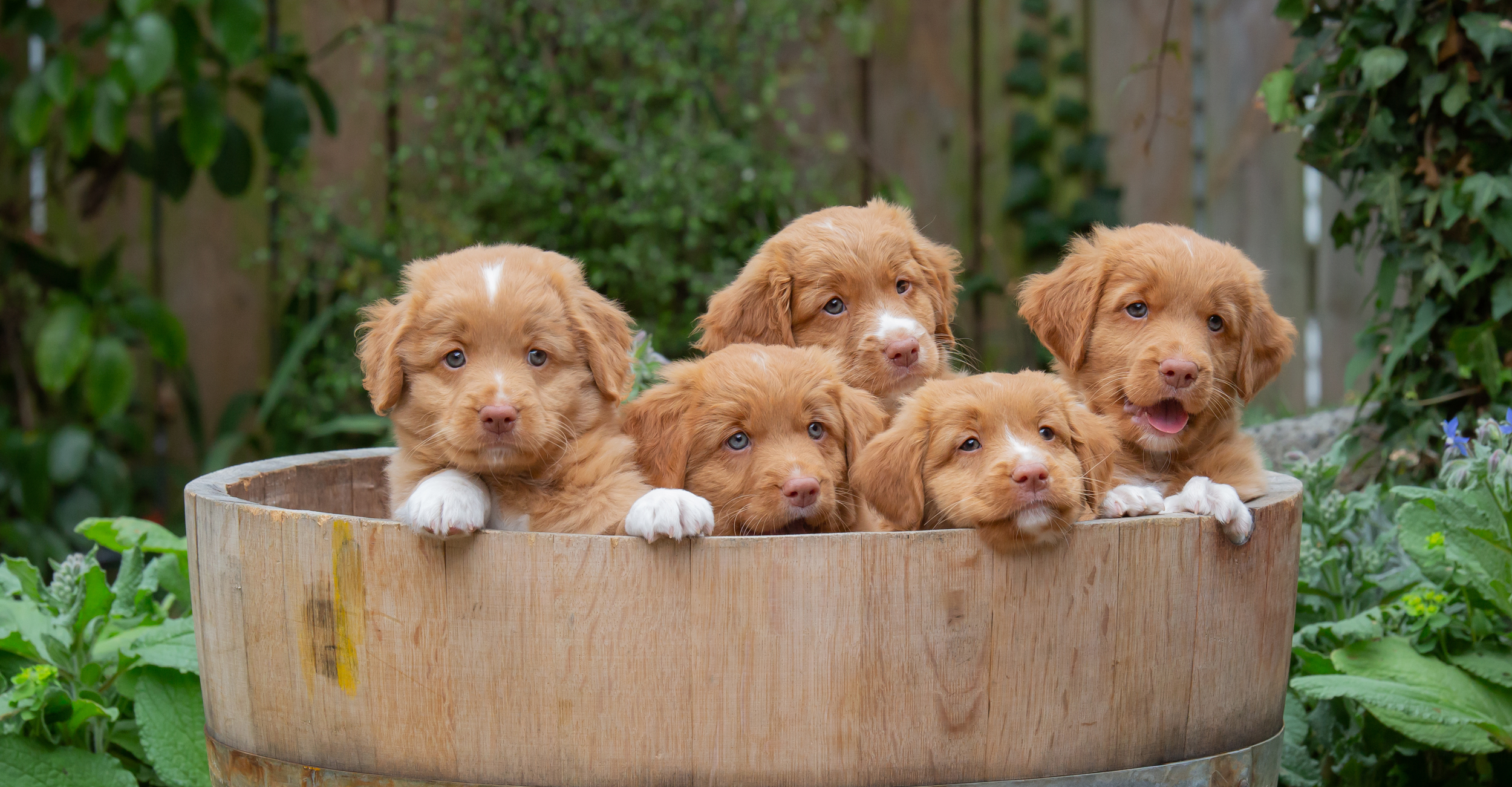 Nova Scotia Duck Tolling Retriever