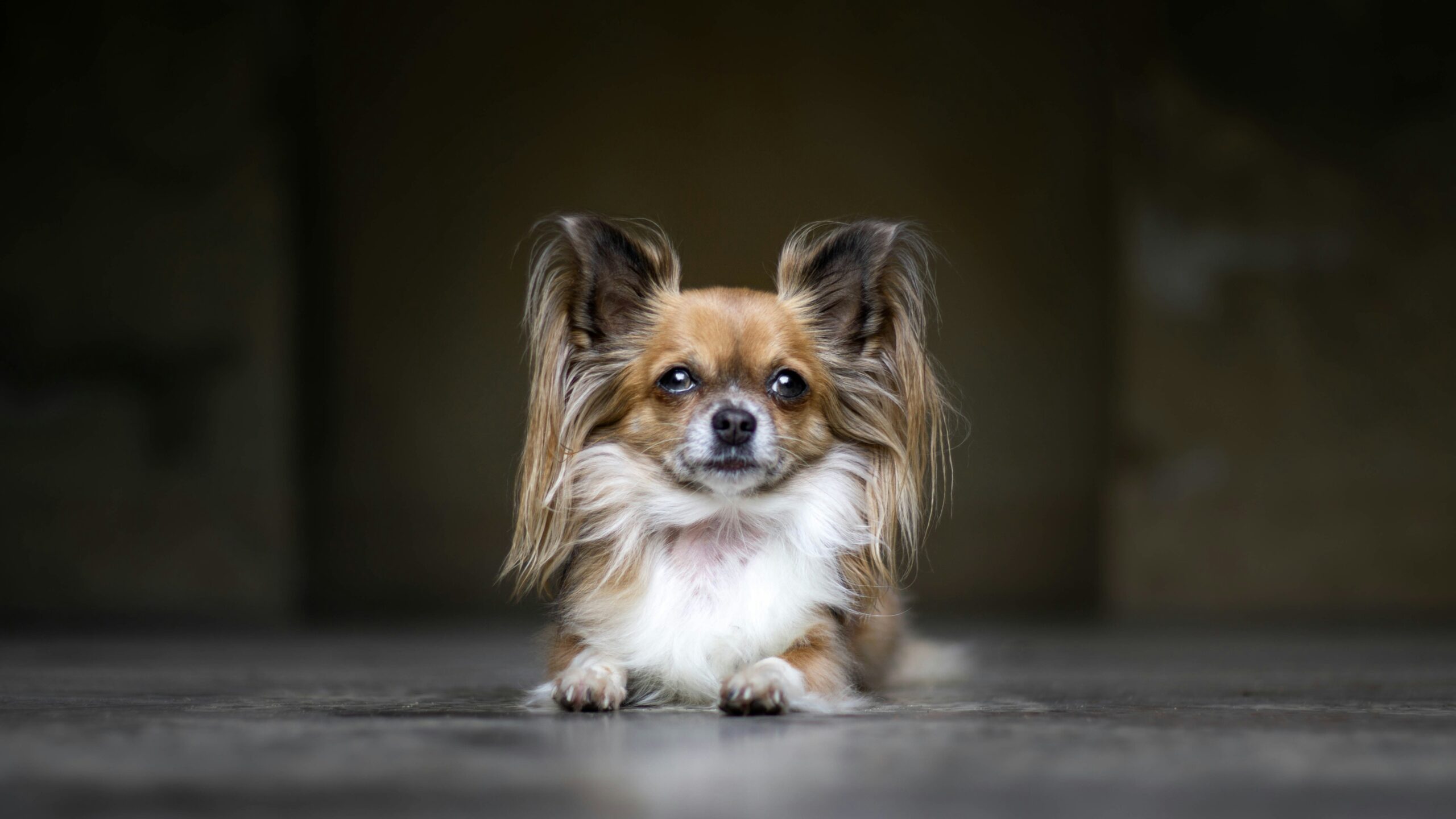 Papillon dog