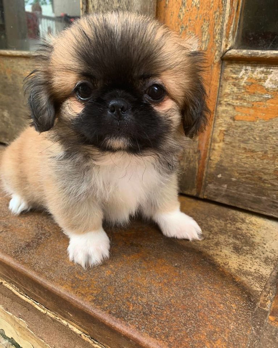 Pekingese dog