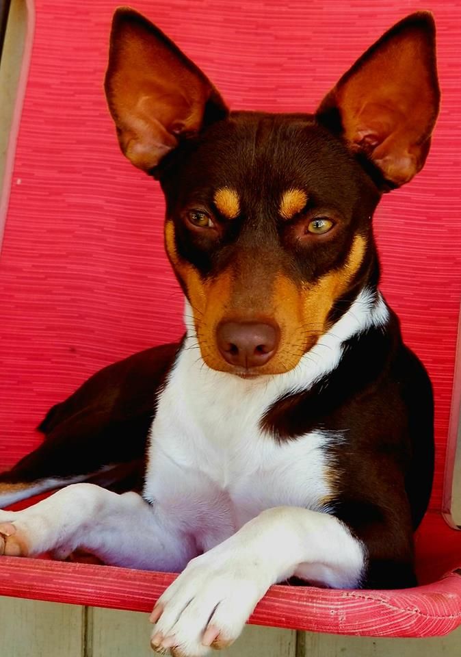Rat Terrier dog