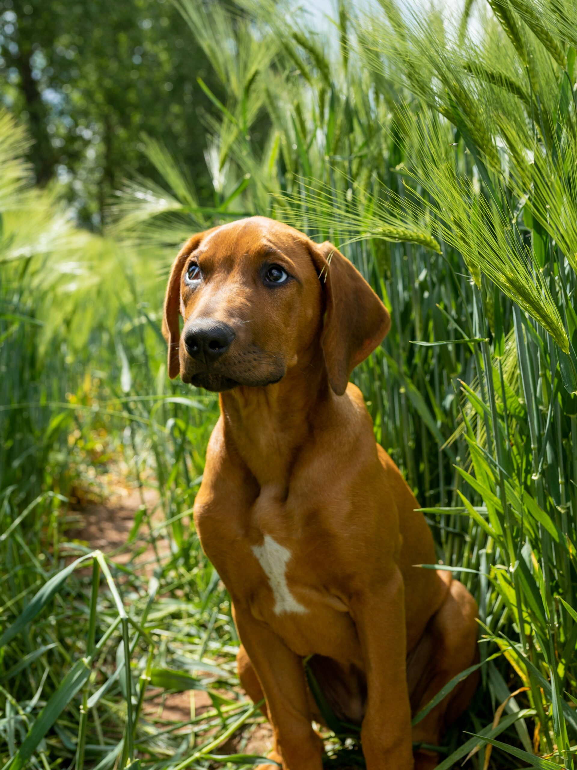 Rhodesian Ridgeback dog