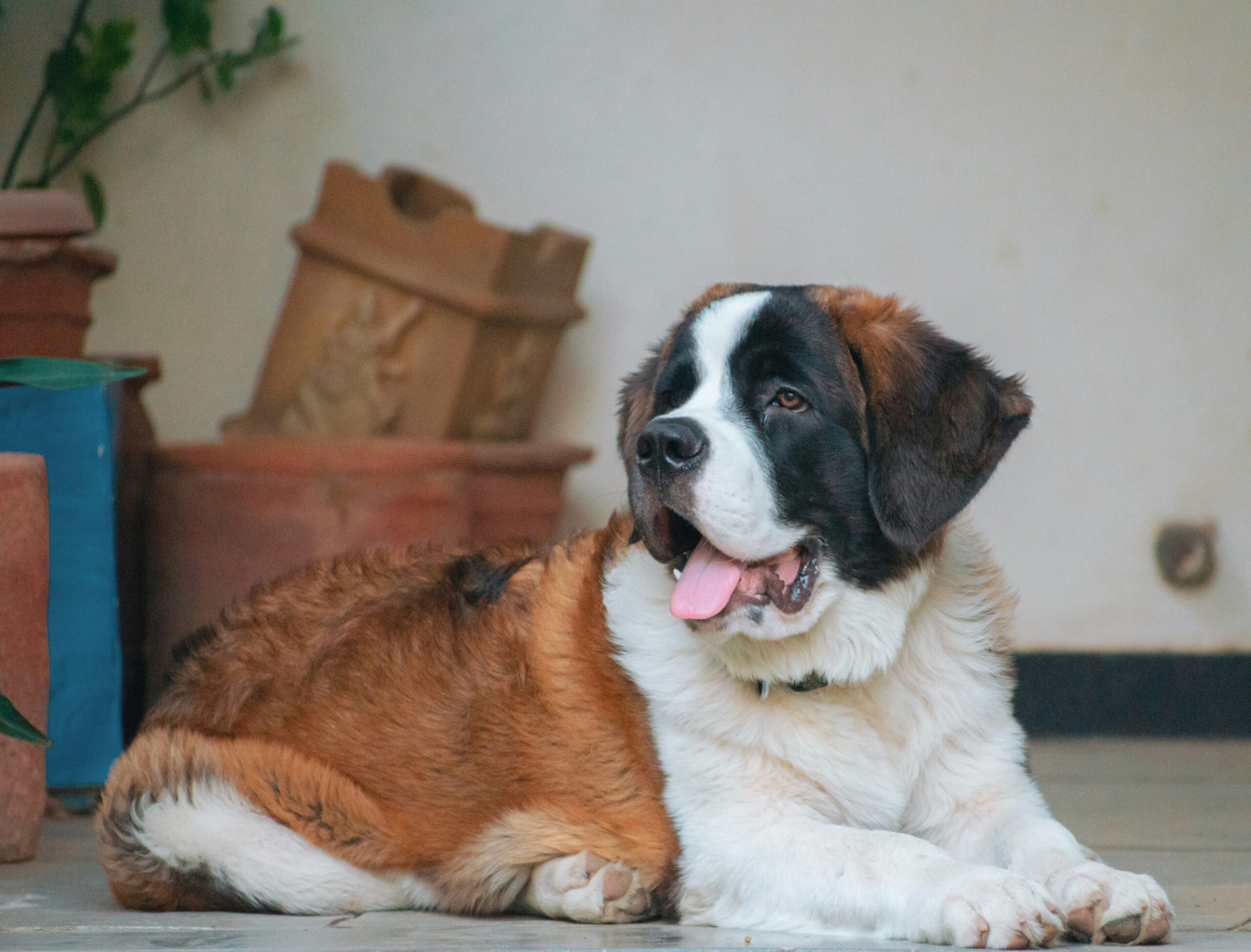Saint Bernard dog
