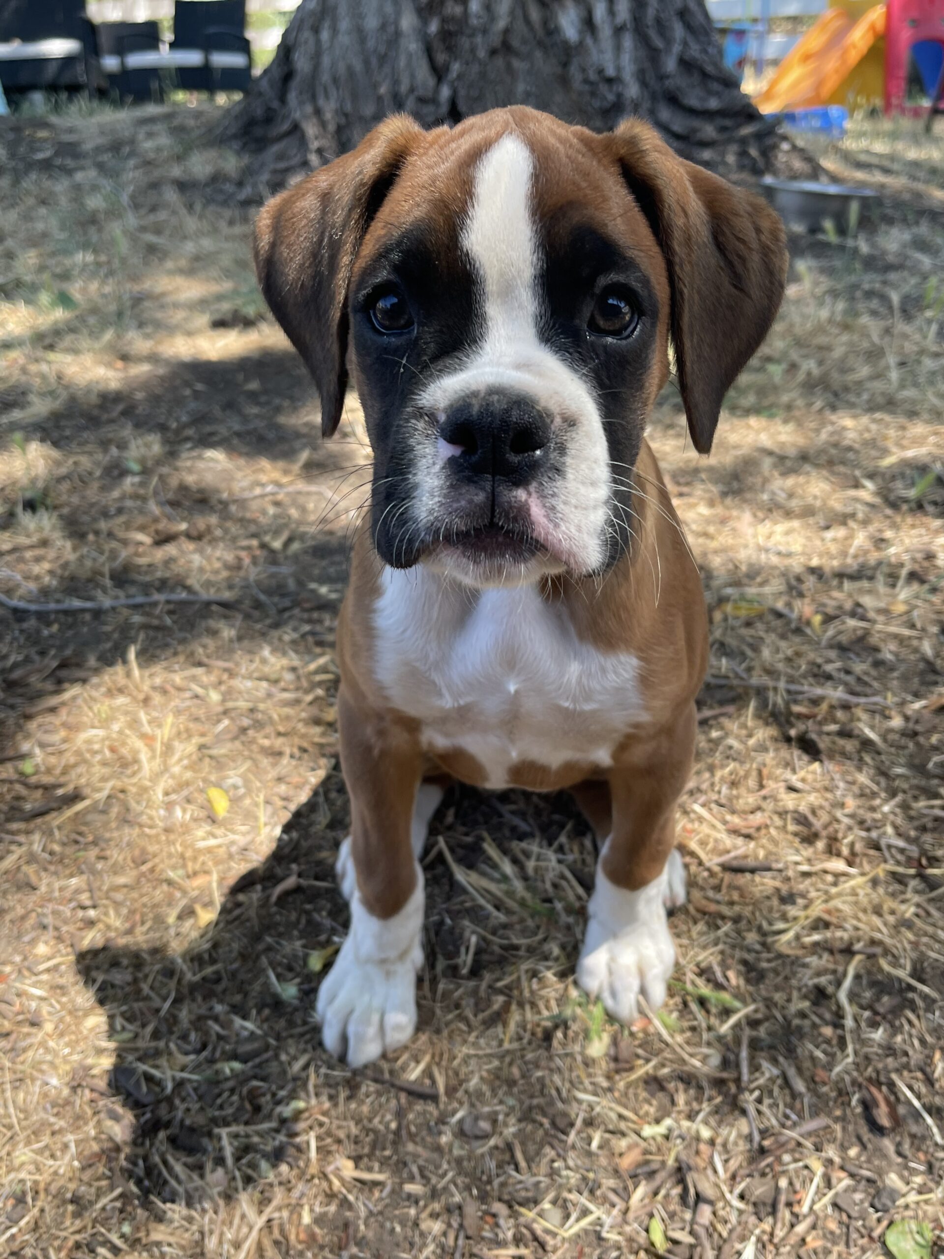Boxer dog
