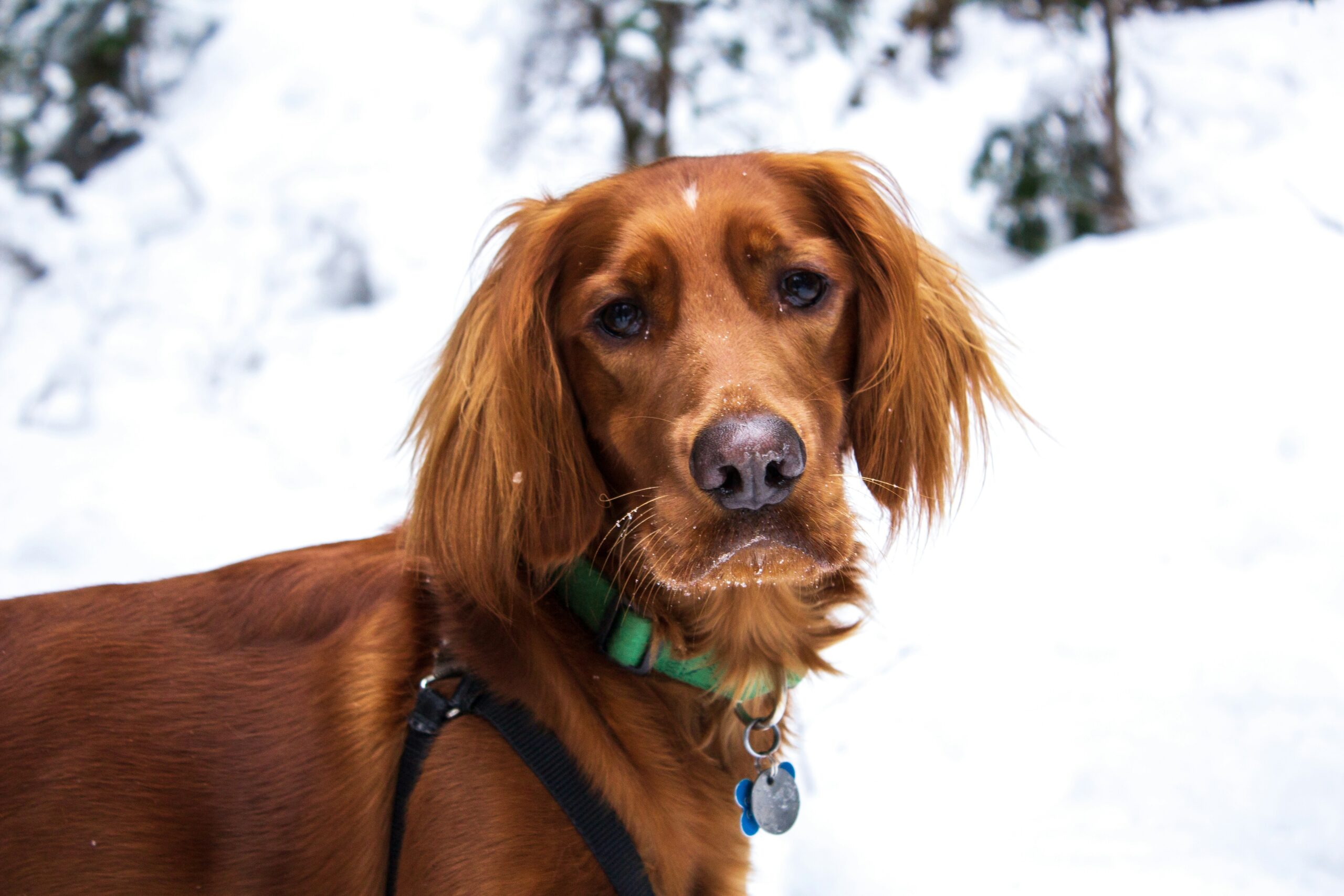 Irish Setter dog